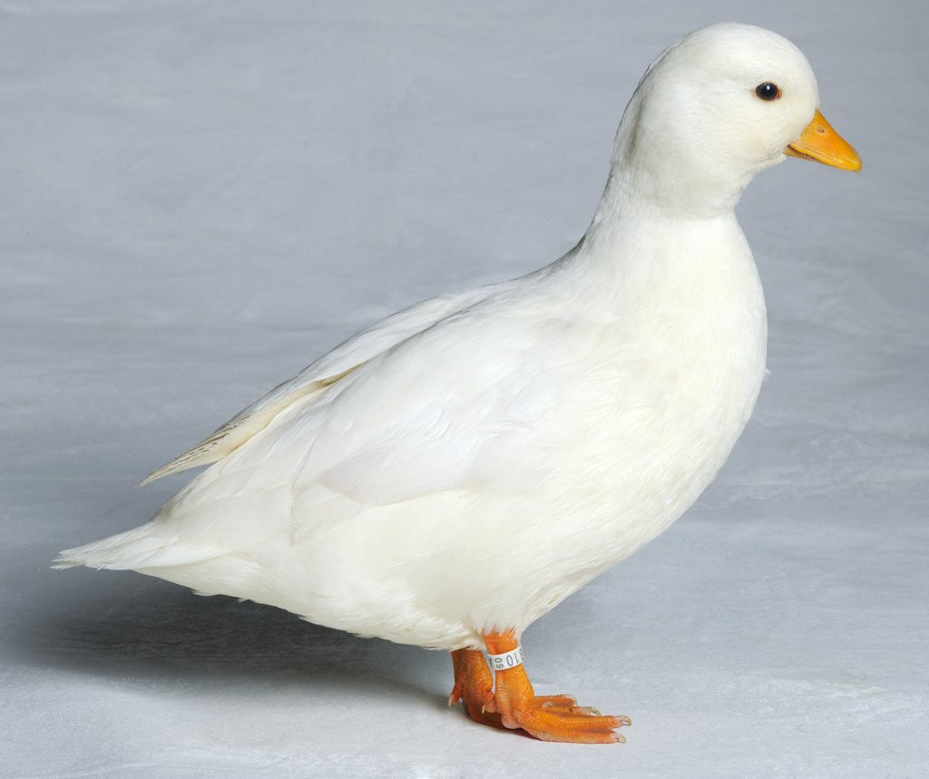 Detail of Call Duck by Anonymous