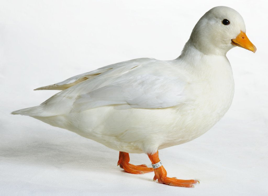 Detail of Call Duck by Anonymous