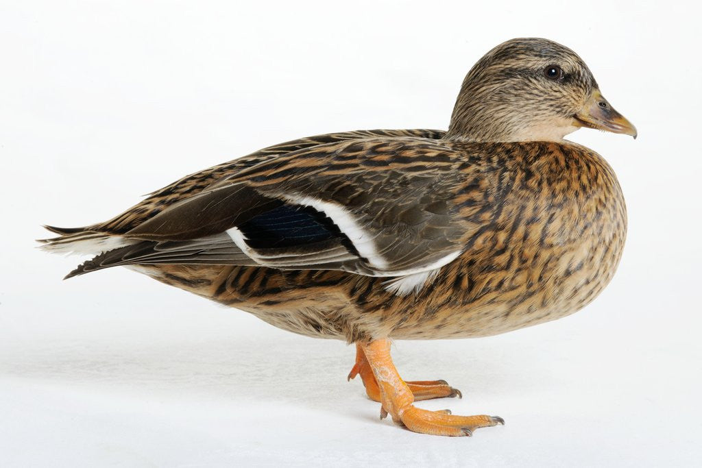Detail of Silver Appleyard Duck by Anonymous