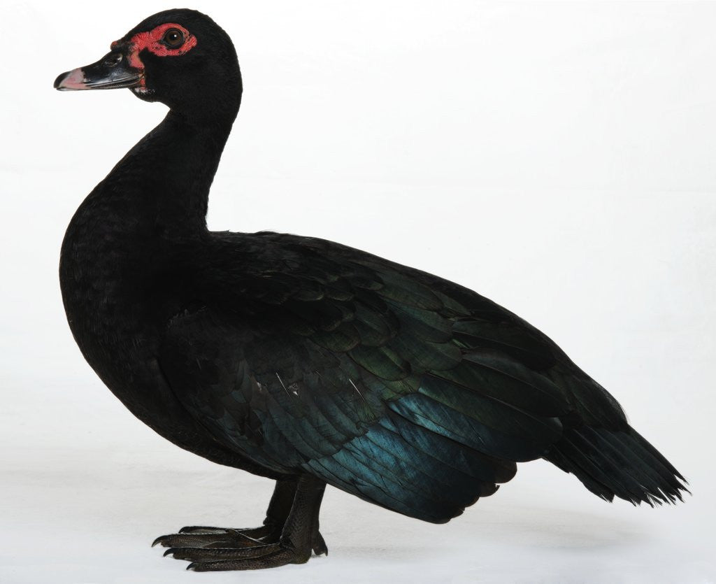 Detail of Muscovy Duck by Anonymous