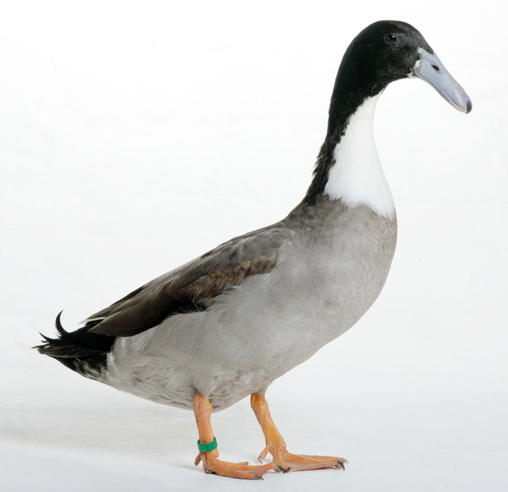 Detail of Hook Bill Duck by Anonymous