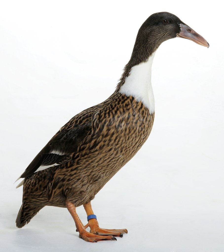 Detail of Hook Bill Duck by Anonymous