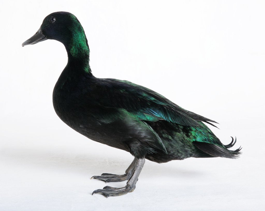 Detail of Black East India Duck by Corbis