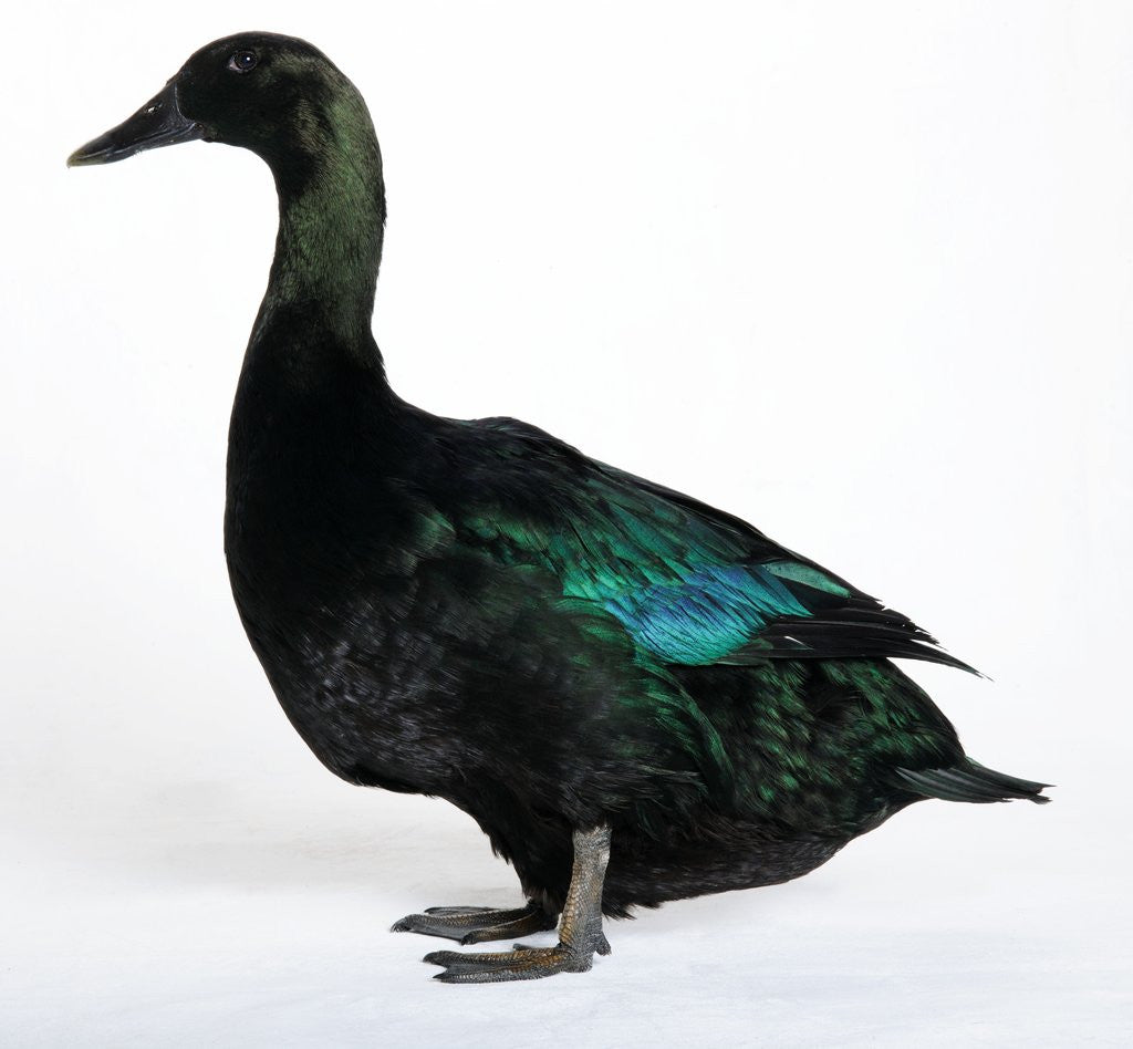Detail of Black East India Duck by Corbis