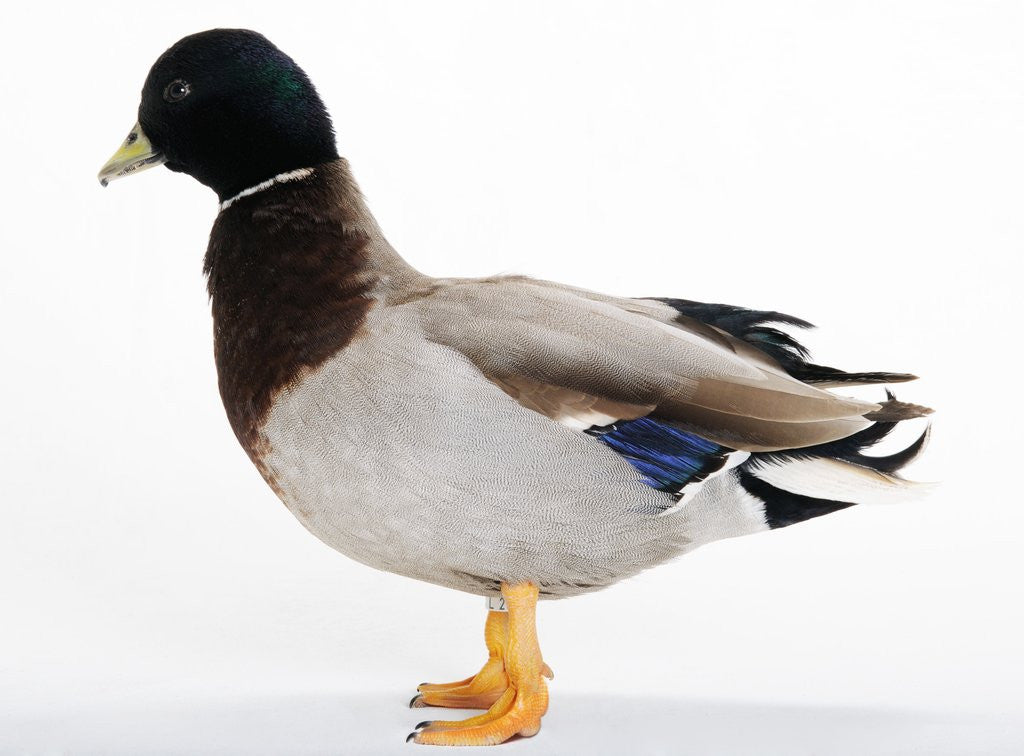 Detail of Call Duck by Anonymous