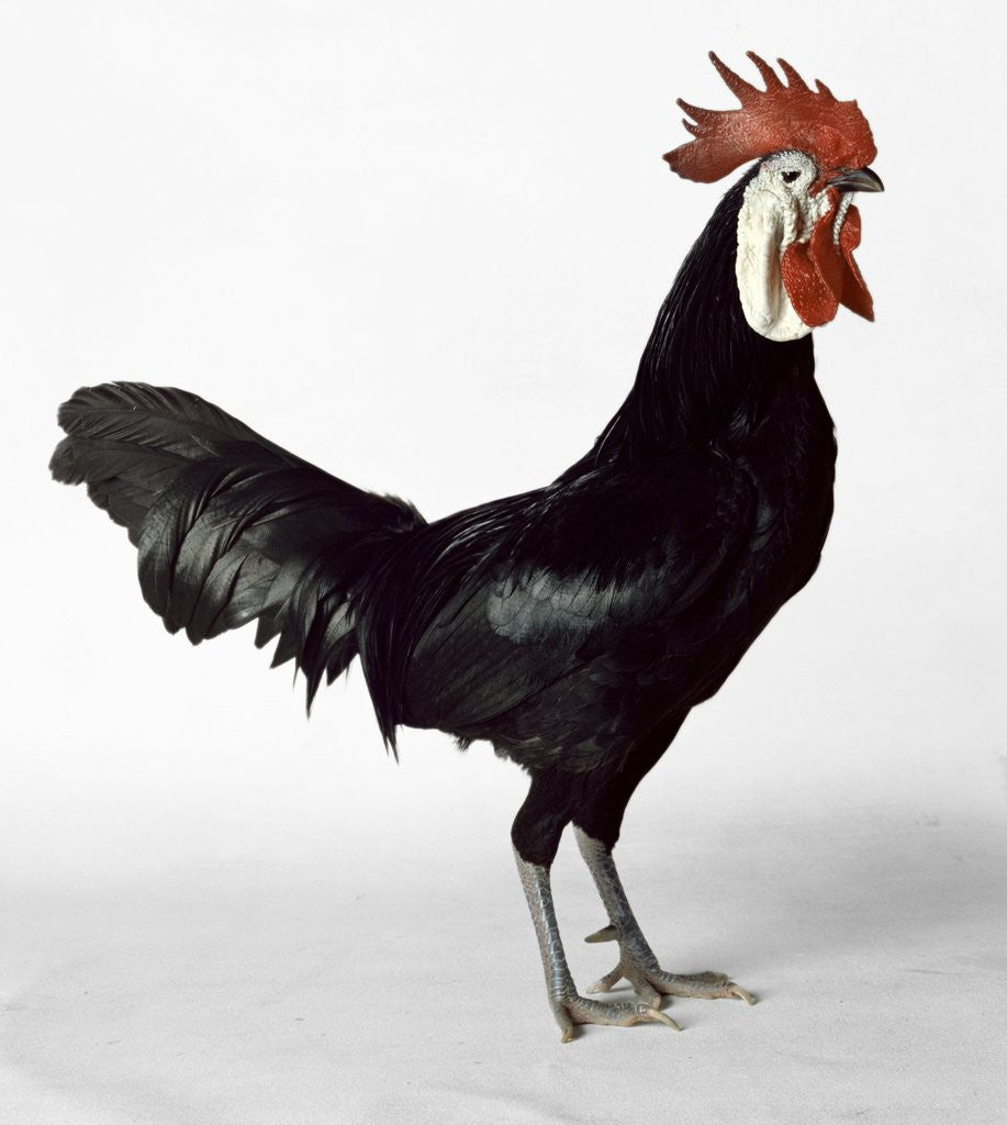 Detail of White Faced Black Spanish Cockerel by Anonymous