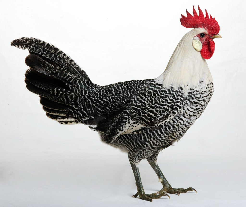 Detail of Campine or Braekel by Anonymous