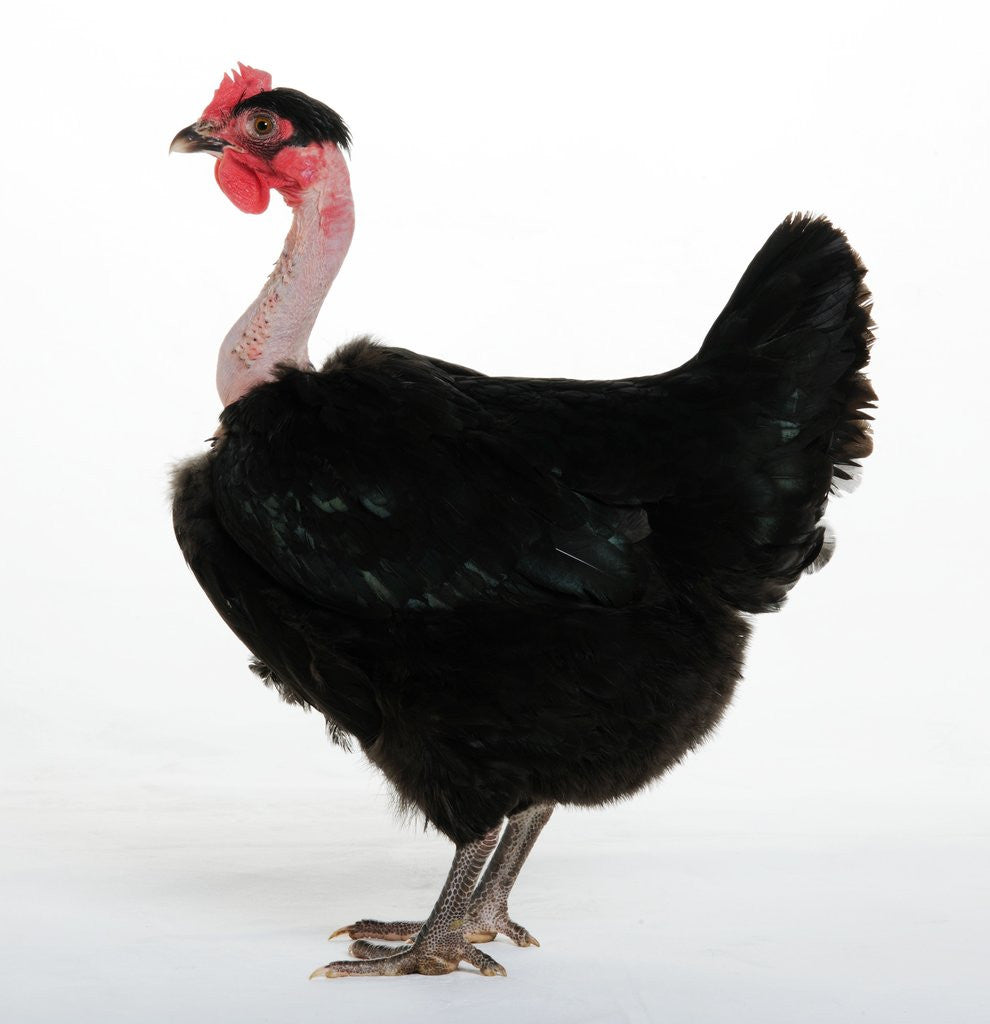 Detail of Transylvanian Naked Neck Hen by Corbis