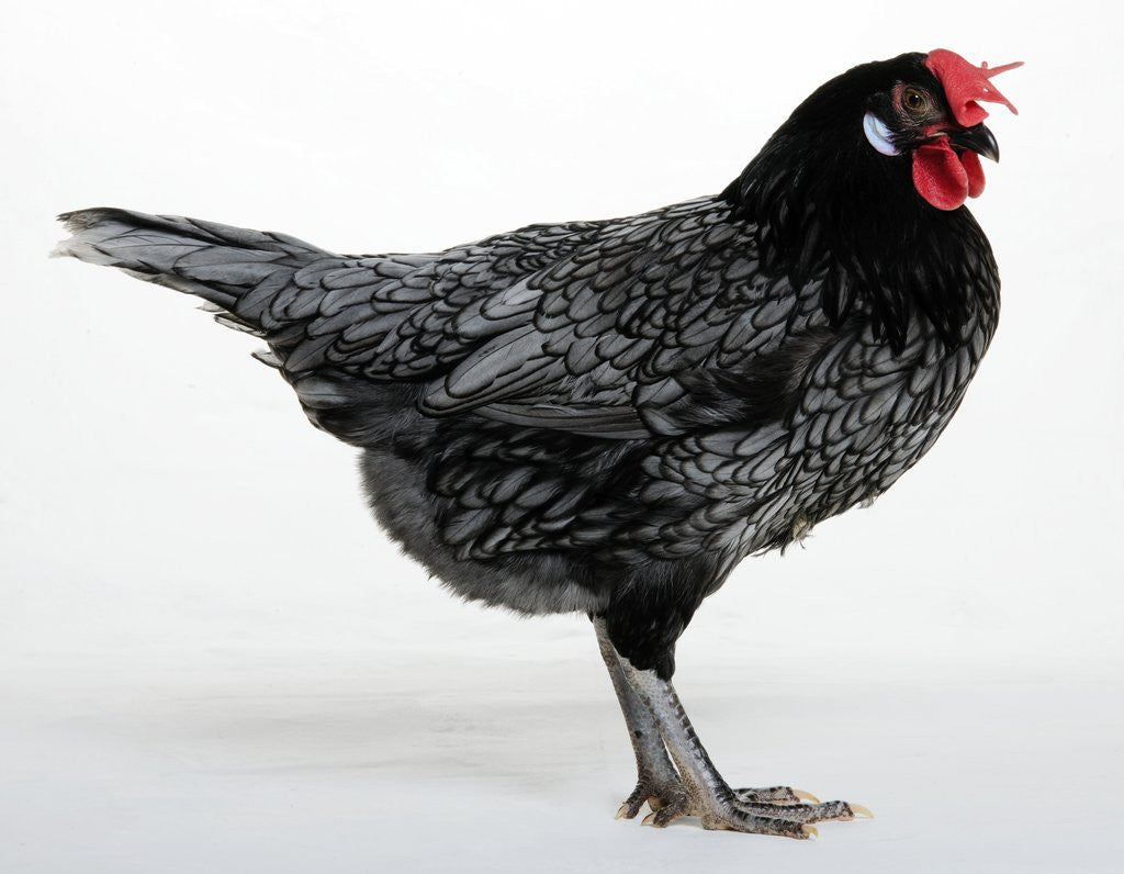 Detail of Blue Andalusian Hen by Anonymous