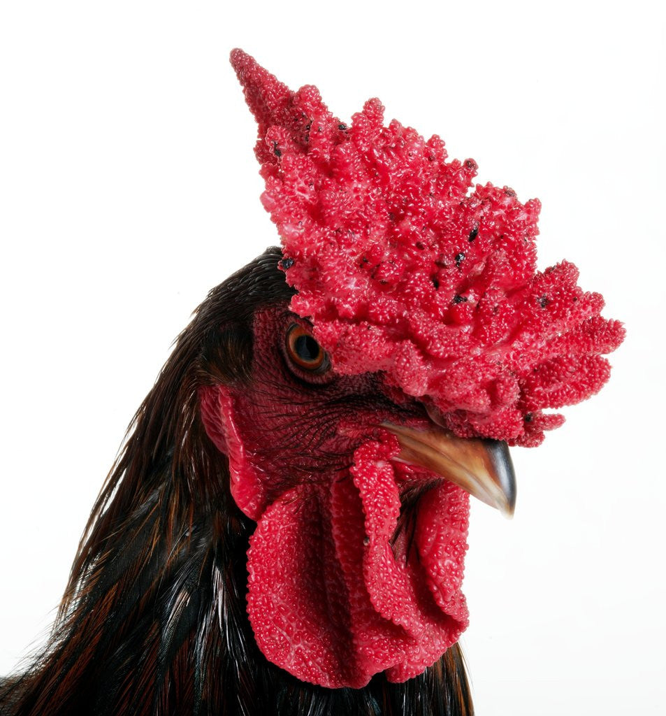 Detail of Derbyshire Redcap Rooster by Anonymous