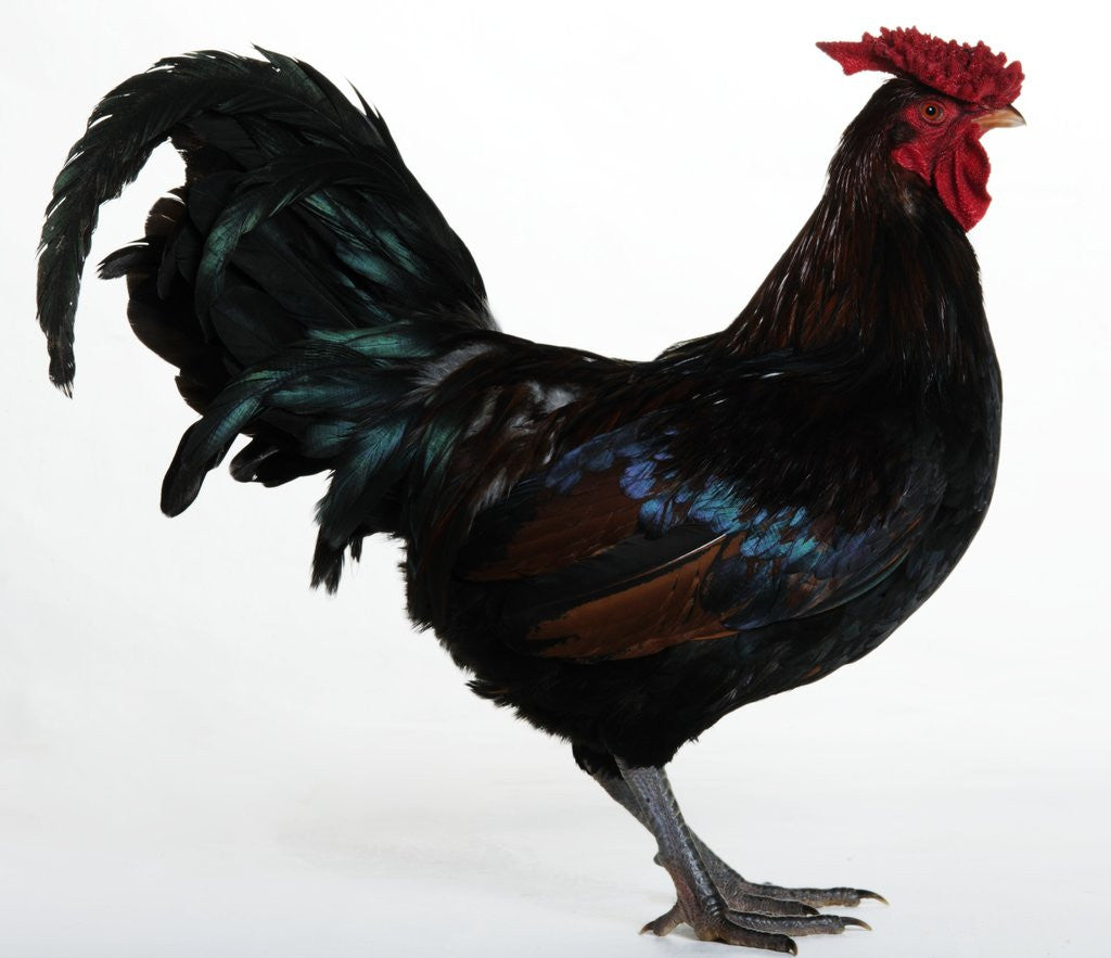 Detail of Derbyshire Redcap Rooster by Anonymous