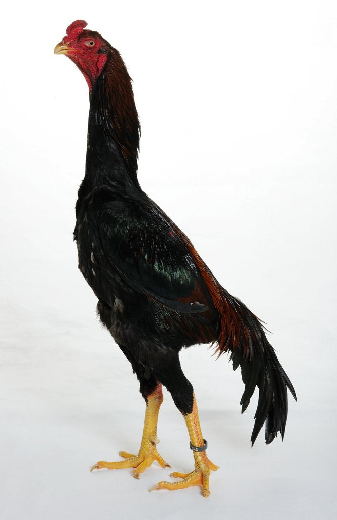 Detail of Shamo by Anonymous