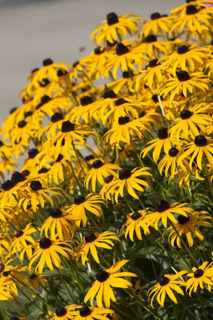 Detail of black-eyed Susan by Anonymous