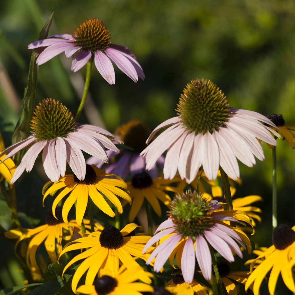 Detail of black-eyed Susan and Echinacea flowers by Anonymous