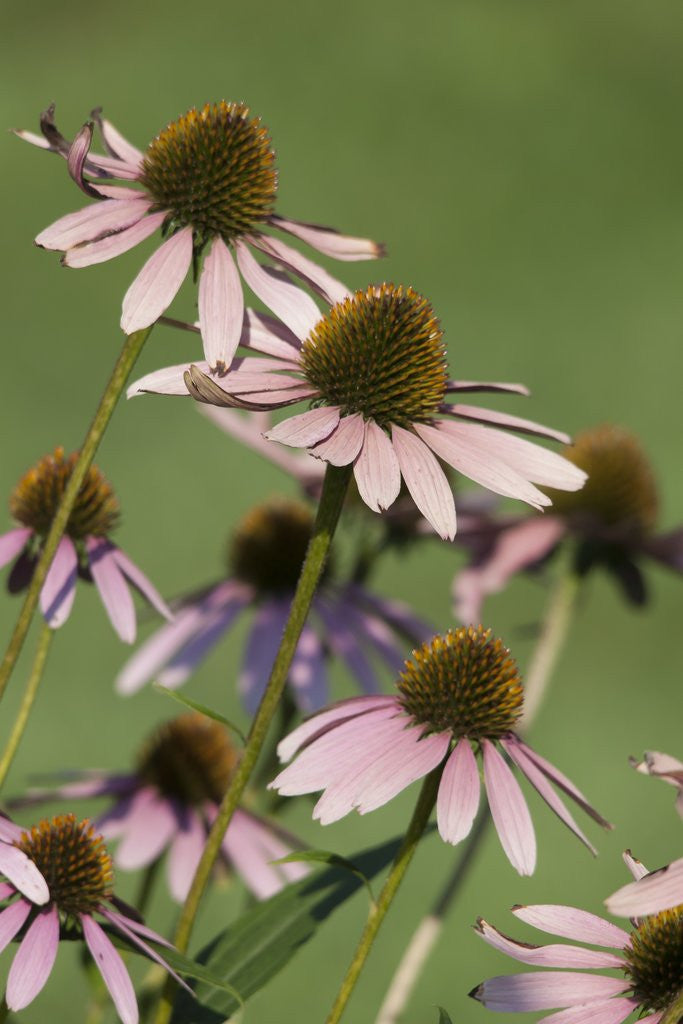Detail of Echinacea flowers by Anonymous