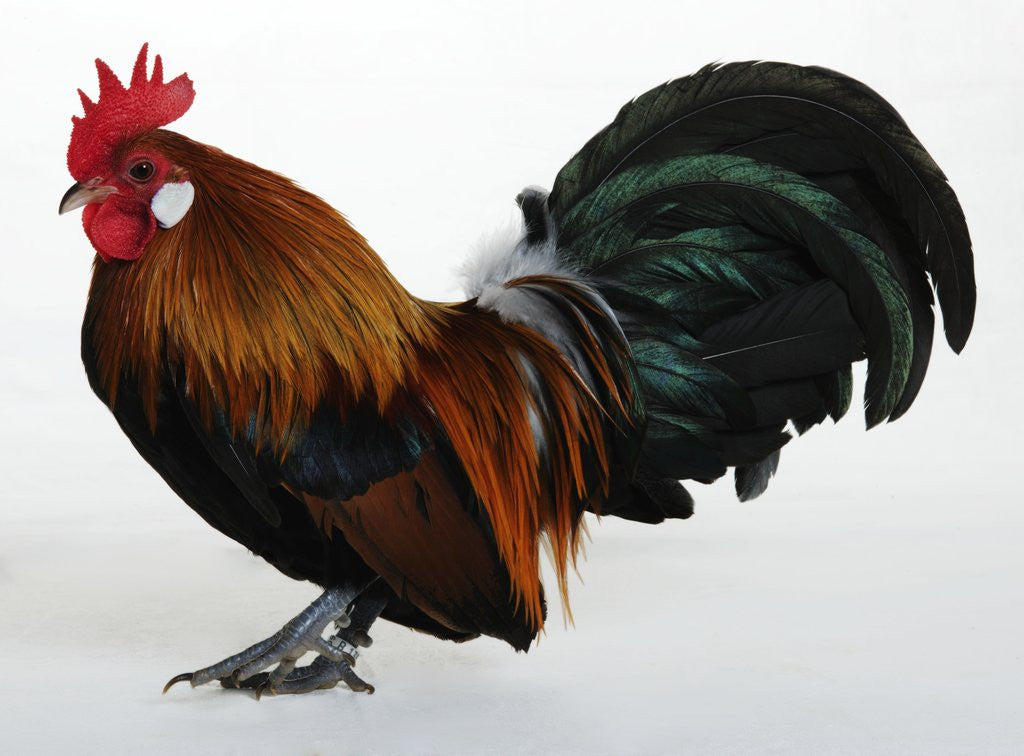 Detail of Dutch Bantam by Anonymous