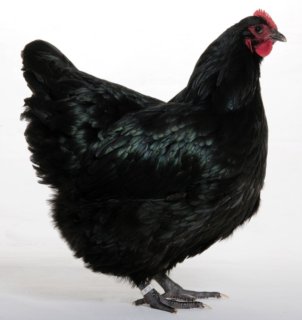 Detail of Australorp by Anonymous