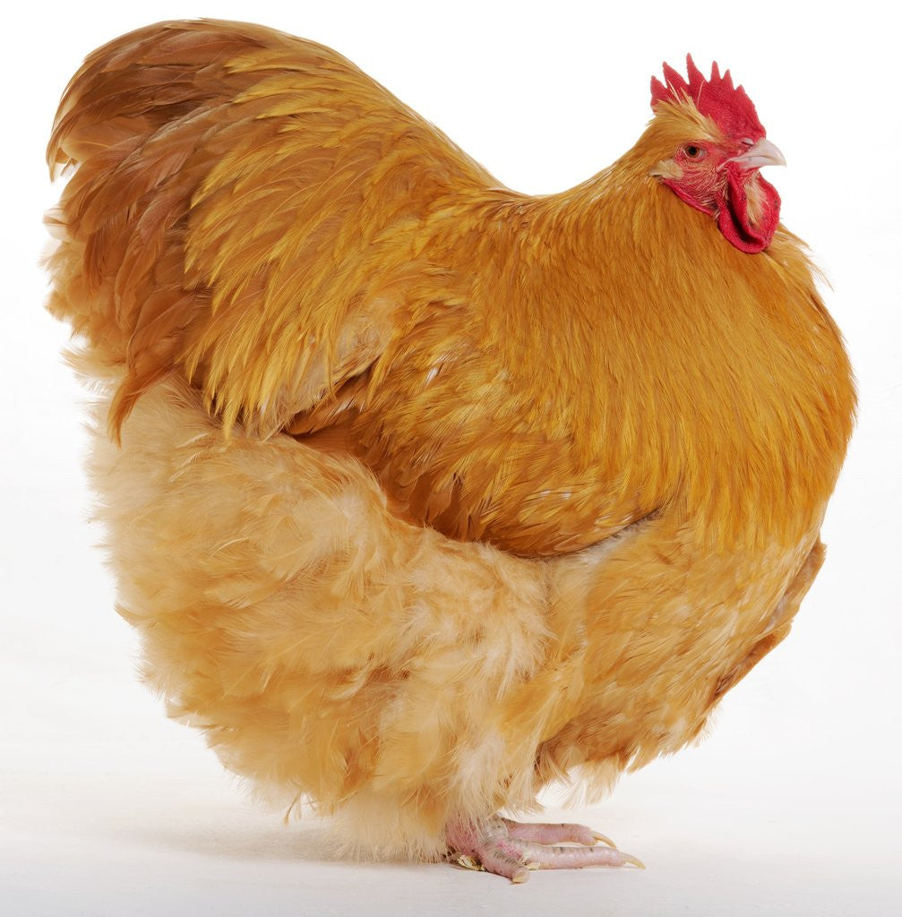 Detail of Buff Orpington by Corbis