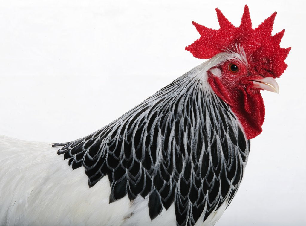 Detail of Sussex Hen by Anonymous