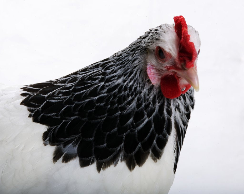Detail of Sussex Hen by Anonymous