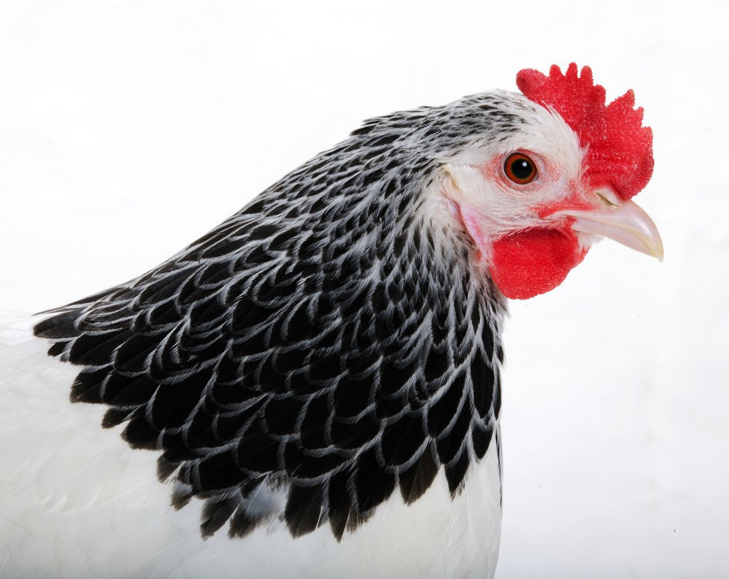 Detail of Sussex Hen by Anonymous