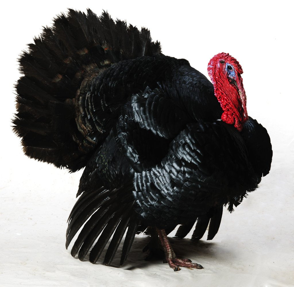 Detail of Black Turkey by Anonymous