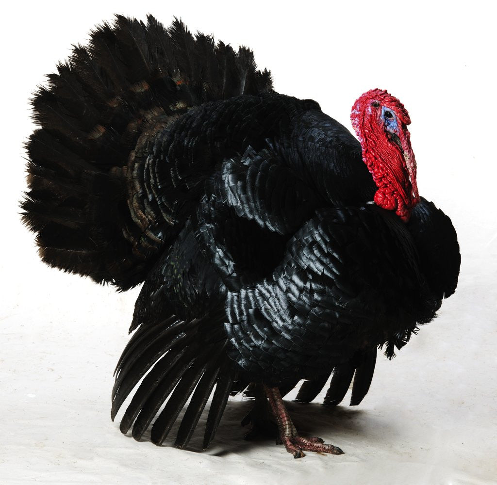 Detail of Black Turkey by Corbis