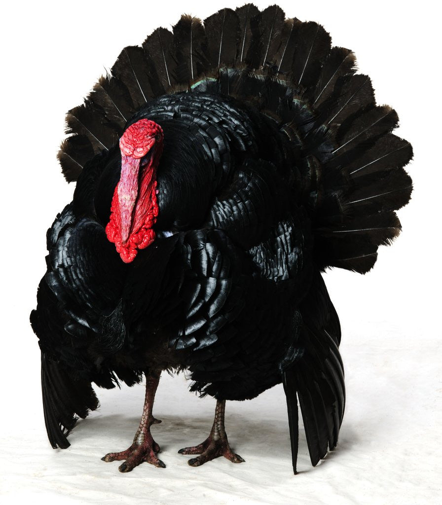 Detail of Black Turkey by Anonymous
