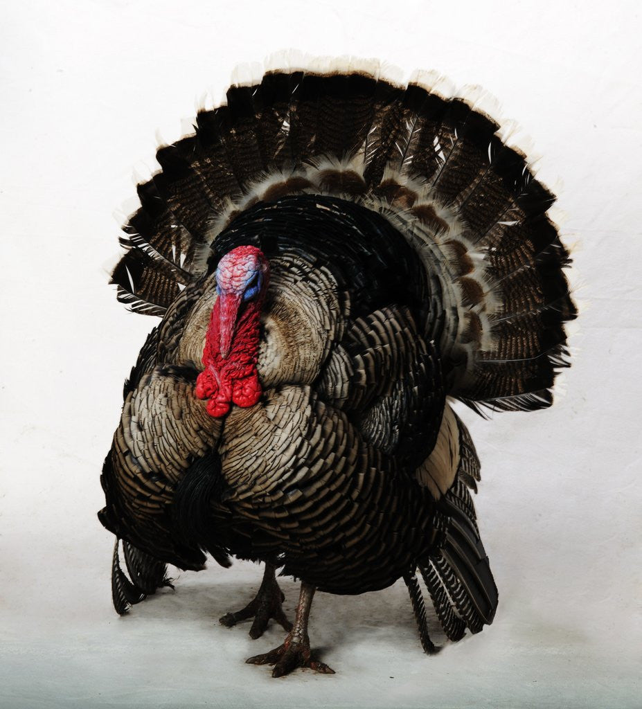 Detail of Bronze Turkey by Anonymous