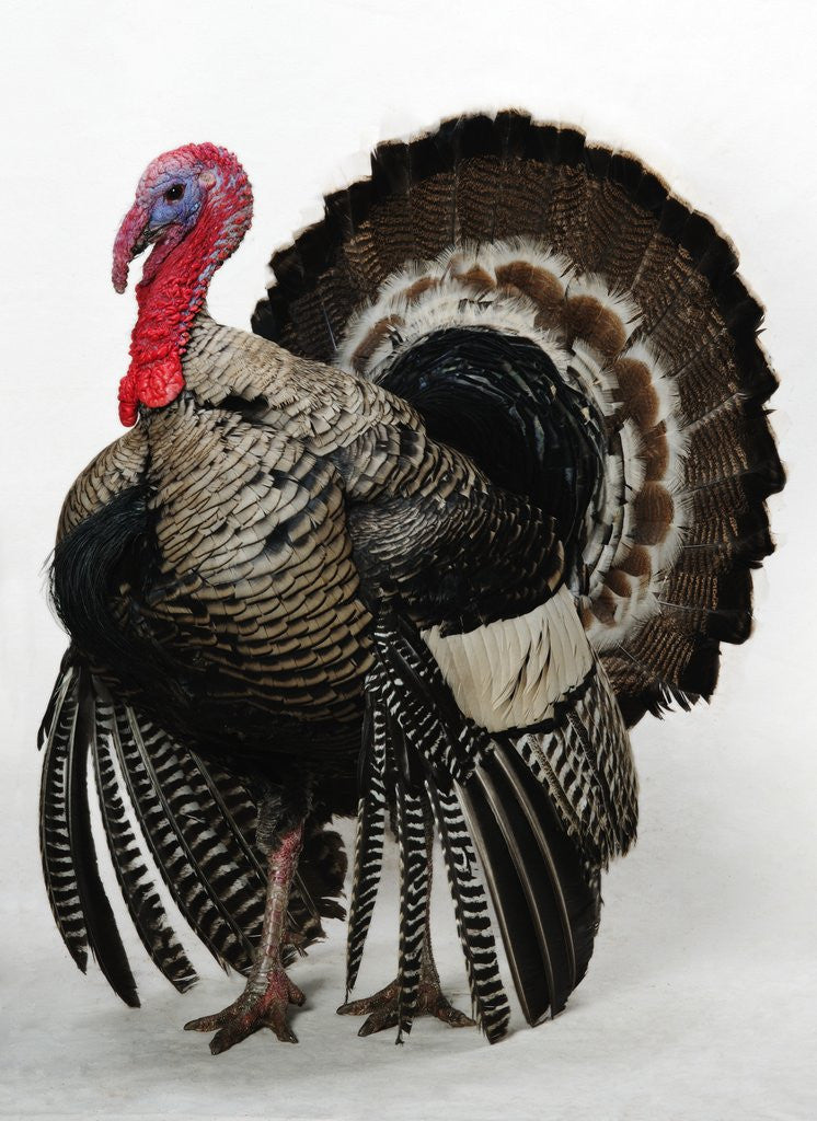 Detail of Bronze Turkey by Anonymous
