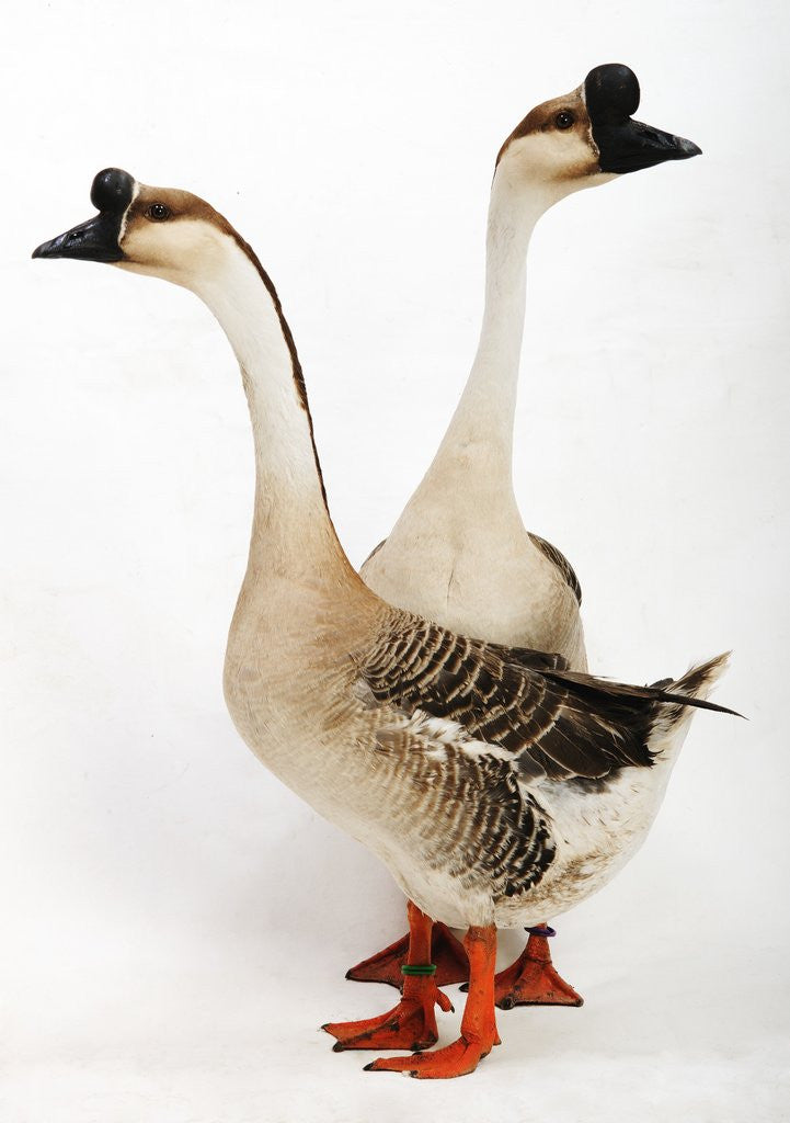 Detail of Chinese geese by Anonymous