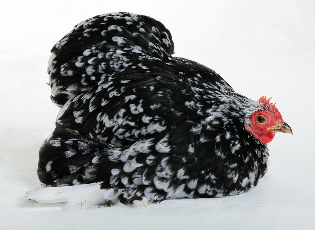 Detail of Pekin Bantam by Anonymous