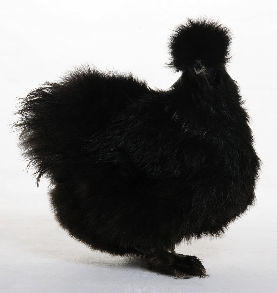 Detail of Silkie by Anonymous