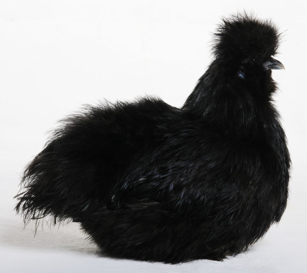 Detail of Silkie by Anonymous