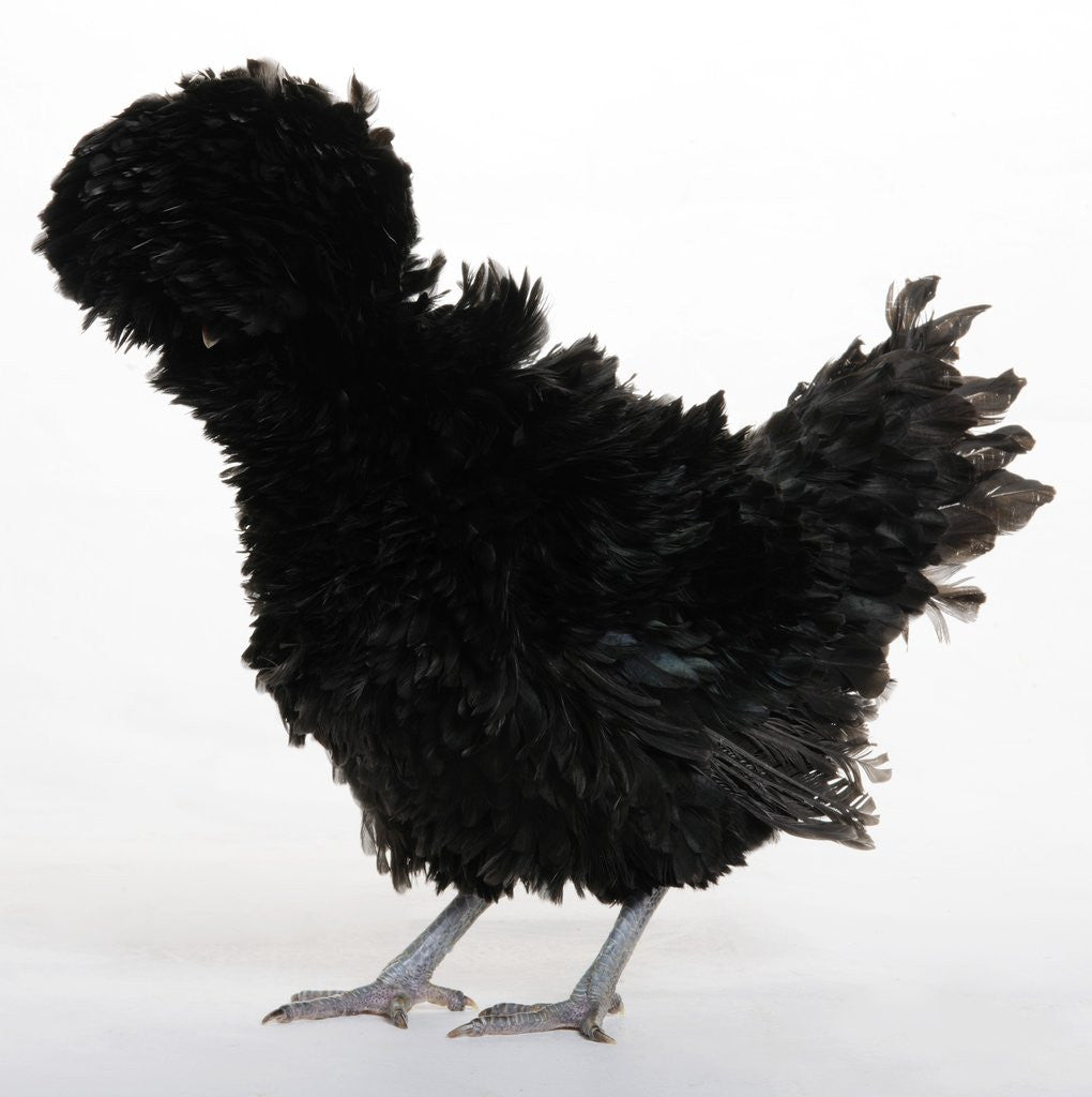 Detail of Frizzled Polish by Anonymous