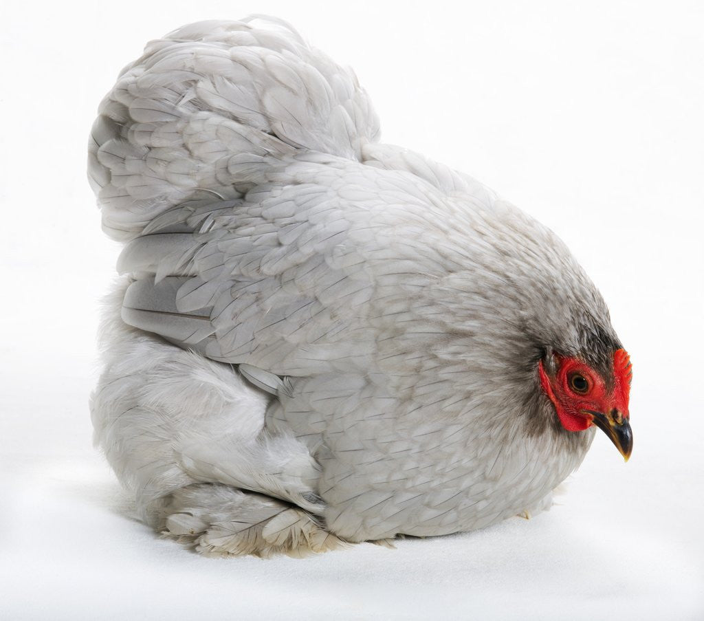 Detail of Pekin Bantam by Anonymous