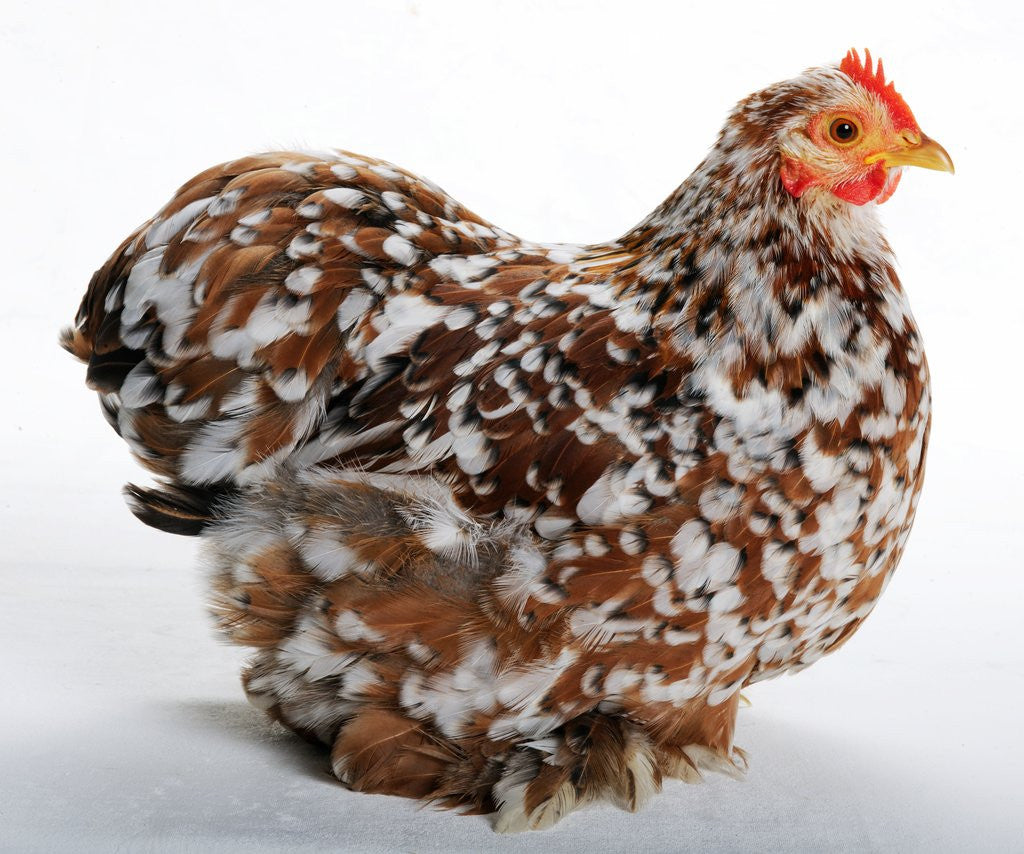 Detail of Pekin/Cochin Bantam by Anonymous