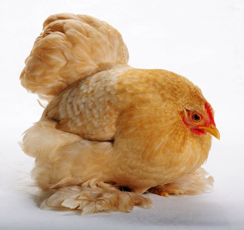 Detail of Pekin/Cochin Bantam by Anonymous