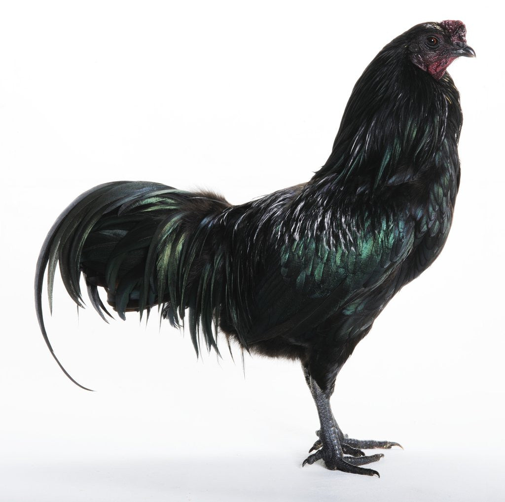 Detail of Sumatra Bantam by Anonymous