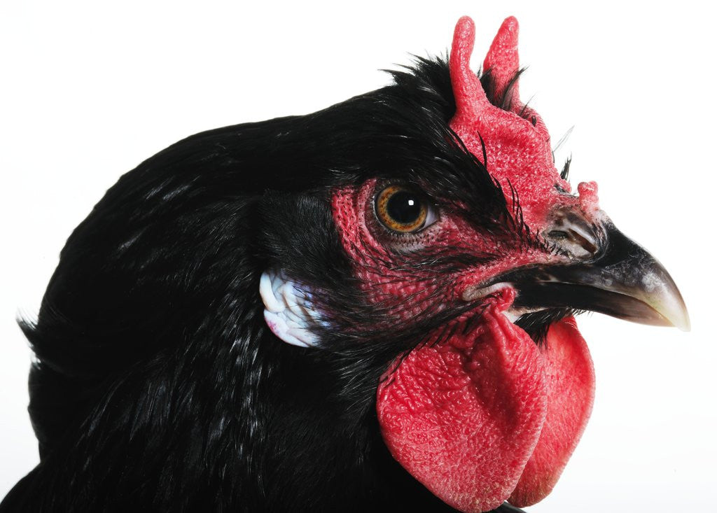 Detail of La Fleche by Anonymous