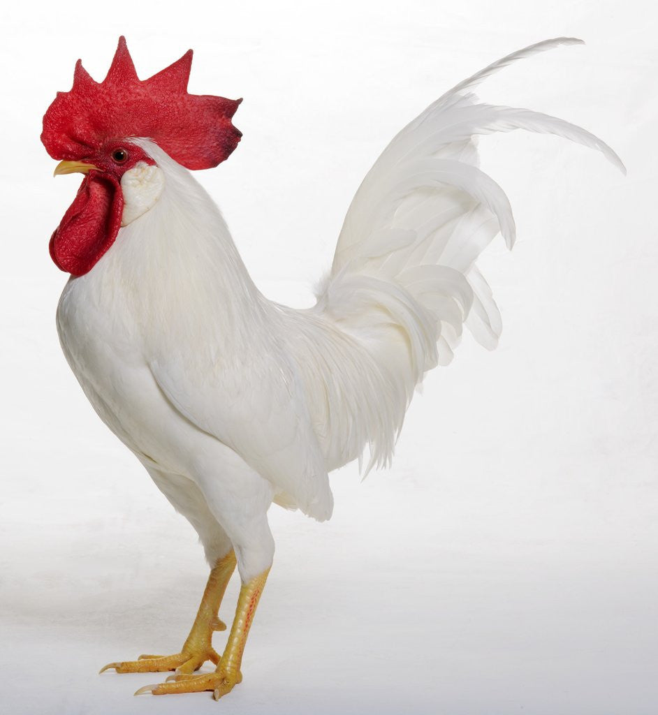 Detail of Leghorn by Anonymous