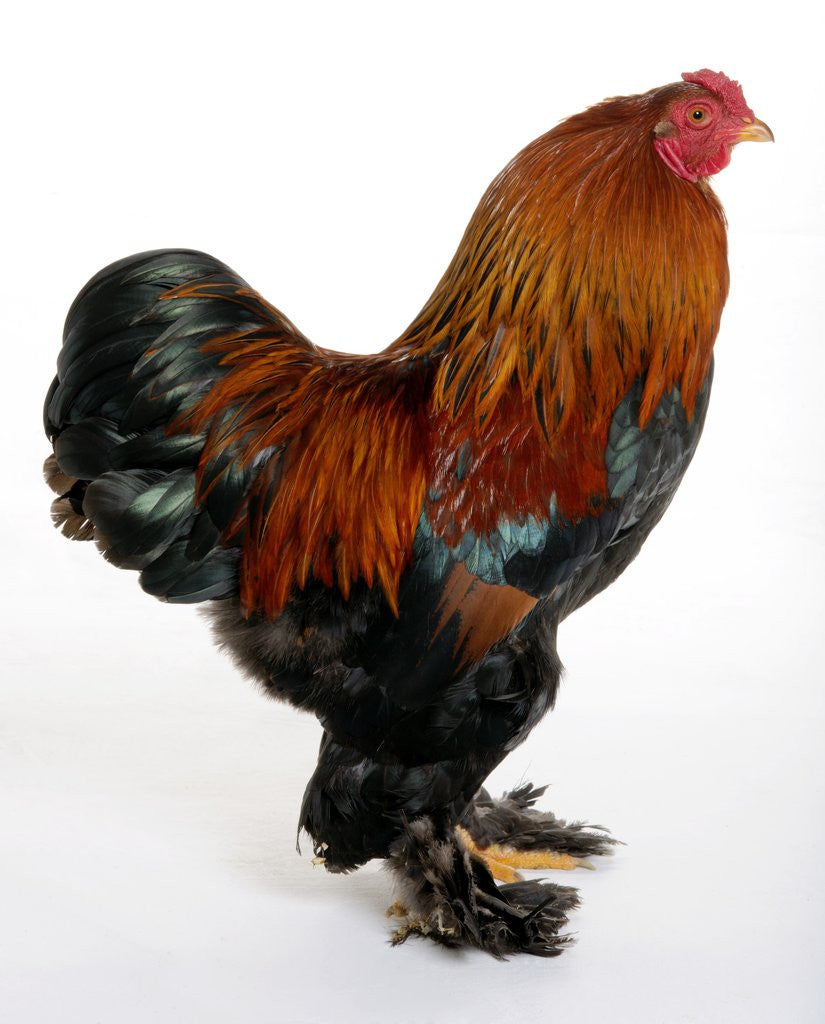 Detail of Brahma Bantam by Anonymous