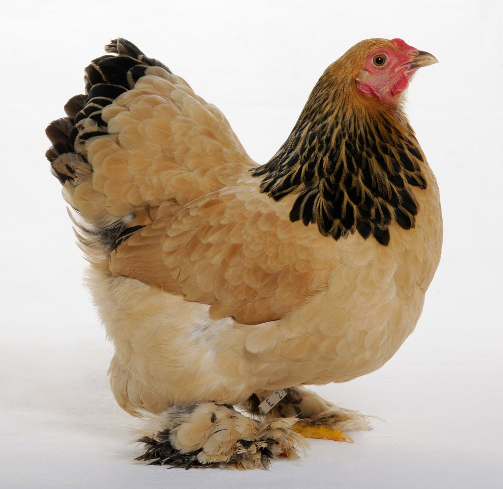 Detail of Brahma Bantam by Anonymous