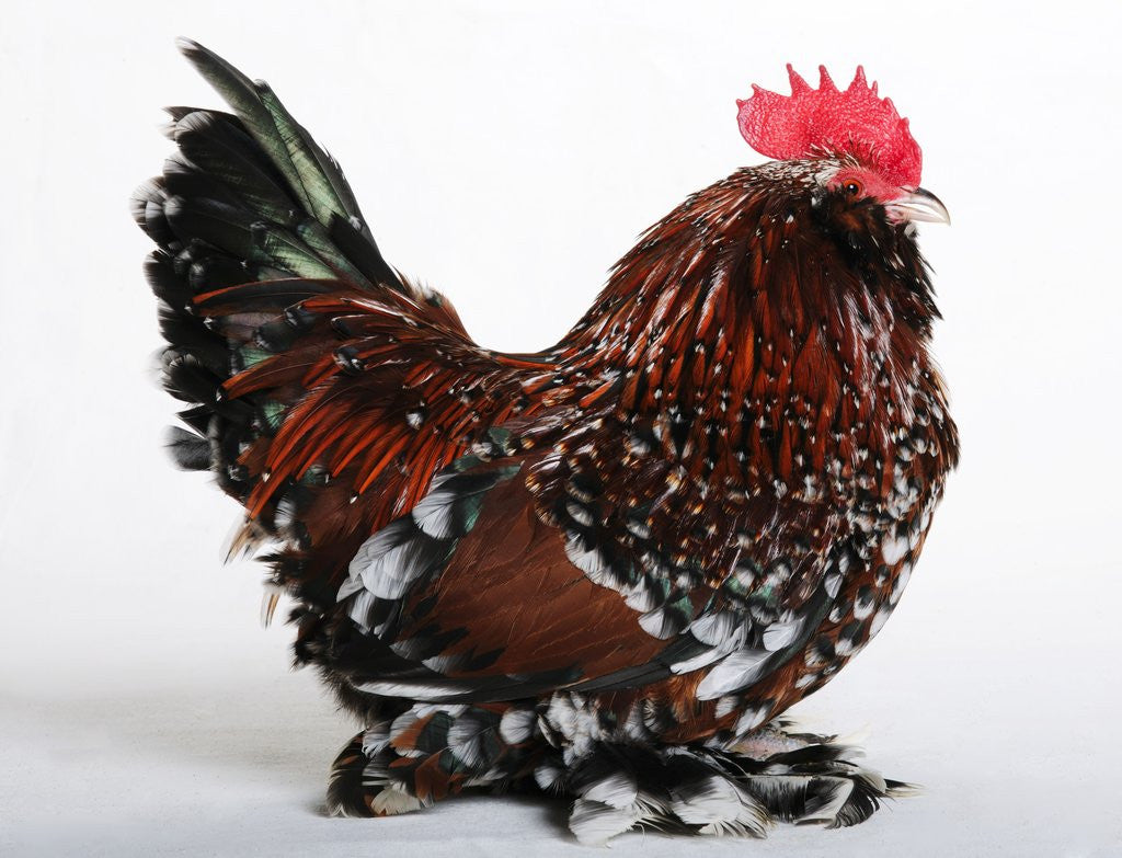 Detail of Barbu d'Uccle by Anonymous