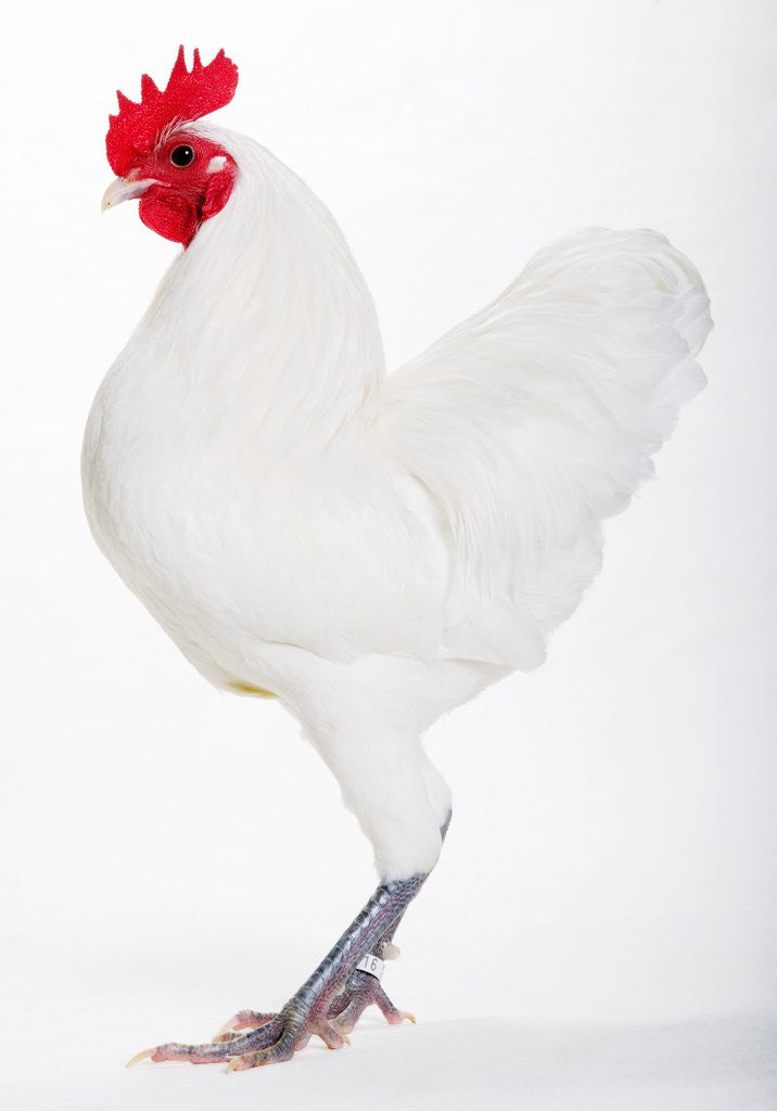 Detail of German Langshan by Anonymous