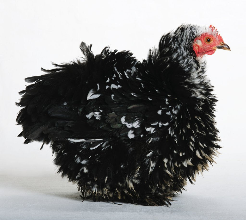 Detail of Frizzle by Anonymous