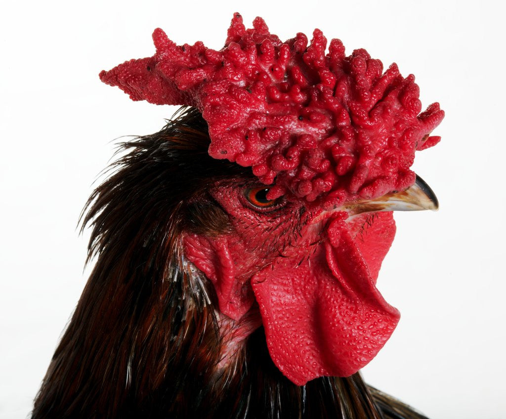 Detail of Derbyshire Redcap by Anonymous