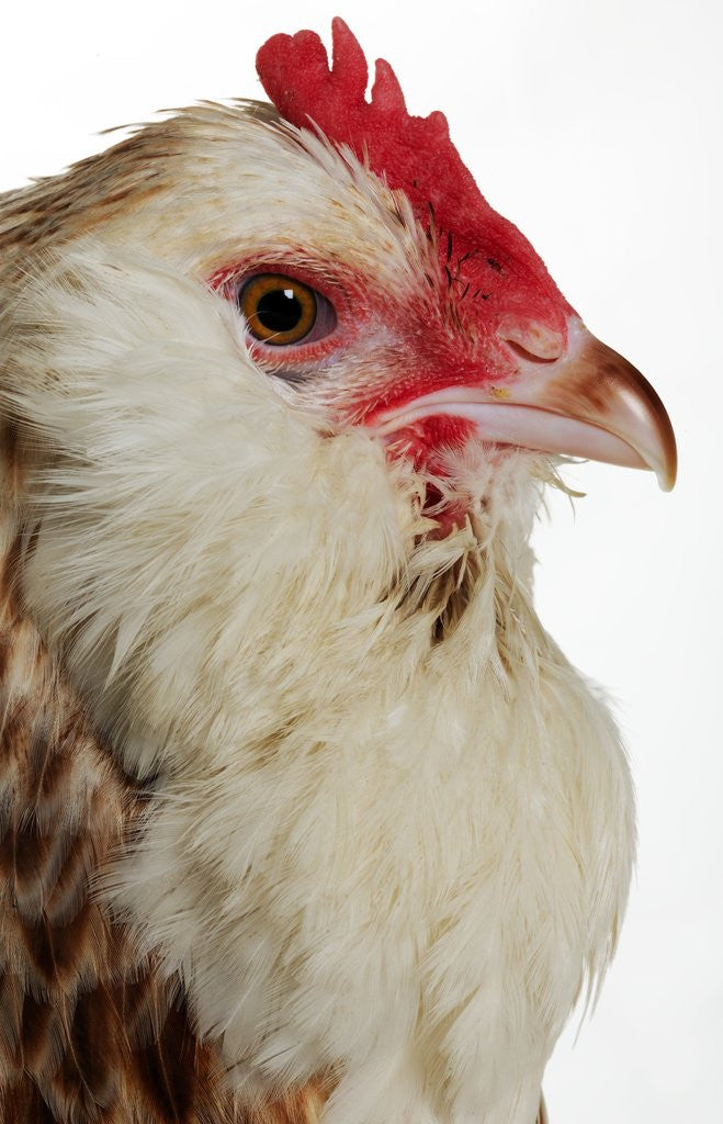 Detail of Faverolles by Anonymous