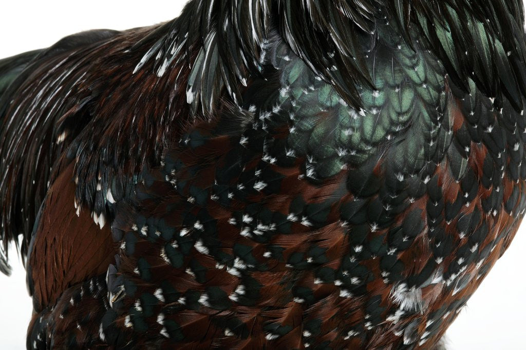 Detail of Speckled Plumage by Anonymous