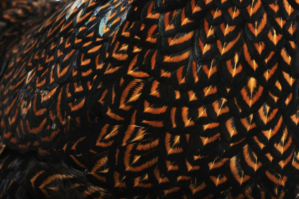 Detail of Doubled Laced feather pattern by Anonymous